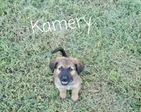 Kamrey, a male German Shepherd Dog and Labradoodle for sale in Lancaster, OH – 1 of 3