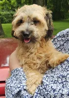 Tilly, a female Shihpoo for sale in Lancaster, OH – 5 of 8