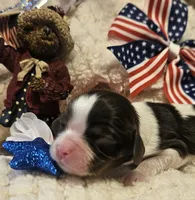 Liberty Bell, a female Cavalier King Charles Spaniel for sale in Lancaster, OH – 3 of 10