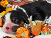 Hershey Kiss, a male Cavalier King Charles Spaniel for sale in Lancaster, OH – 3 of 8