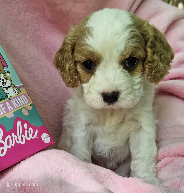 Barbie Doll – Cavalier King Charles Spaniel, Cavachon puppy for sale in Lancaster, OH