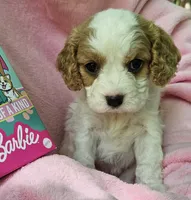 Barbie Doll, a male Cavalier King Charles Spaniel and Cavachon for sale in Lancaster, OH – 1 of 10