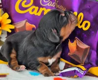 Carmello akc, a female Cavalier King Charles Spaniel for sale in Lancaster, OH – 8 of 10
