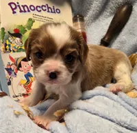 Pinocchio akc, a male Cavalier King Charles Spaniel for sale in Lancaster, OH – 6 of 8