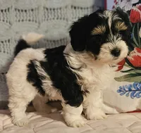 Victoria , a female Poodle - Miniature  and Bichpoo for sale in Lancaster, OH – 7 of 10