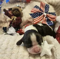 Liberty Bell, a female Cavalier King Charles Spaniel for sale in Lancaster, OH – 9 of 10