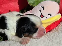 Bouncy Banana , a male Cavalier King Charles Spaniel for sale in Lancaster, OH – 1 of 9