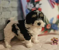 Victoria , a female Poodle - Miniature  and Bichpoo for sale in Lancaster, OH – 5 of 10