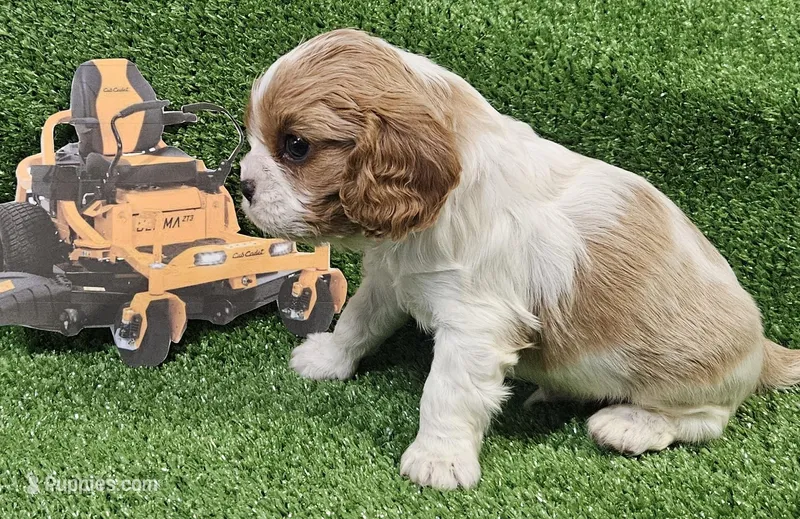 Cub Cadet  – Cavalier King Charles Spaniel puppy for sale in Lancaster, OH