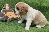 Cub Cadet , a male Cavalier King Charles Spaniel for sale in Lancaster, OH – Photo 4 of 10
