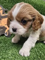 Cub Cadet , a male Cavalier King Charles Spaniel for sale in Lancaster, OH – Photo 5 of 10