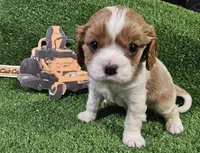 Cub Cadet , a male Cavalier King Charles Spaniel for sale in Lancaster, OH – Photo 10 of 10