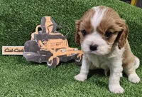 Cub Cadet , a male Cavalier King Charles Spaniel for sale in Lancaster, OH – Photo 9 of 10