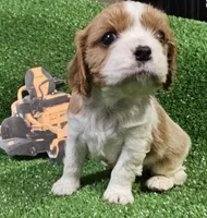 Cub Cadet , a male Cavalier King Charles Spaniel for sale in Lancaster, OH – Photo 2 of 10