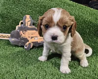 Cub Cadet , a male Cavalier King Charles Spaniel for sale in Lancaster, OH – Photo 10 of 10