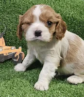 Cub Cadet , a male Cavalier King Charles Spaniel for sale in Lancaster, OH – Photo 7 of 10