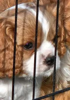 Cub Cadet , a male Cavalier King Charles Spaniel for sale in Lancaster, OH – Photo 2 of 10