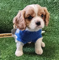 Cub Cadet , a male Cavalier King Charles Spaniel for sale in Lancaster, OH – Photo 5 of 10