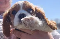 Cub Cadet , a male Cavalier King Charles Spaniel for sale in Lancaster, OH – Photo 4 of 10