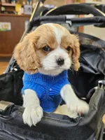 Cub Cadet , a male Cavalier King Charles Spaniel for sale in Lancaster, OH – Photo 3 of 10