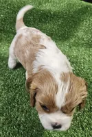 Cub Cadet , a male Cavalier King Charles Spaniel for sale in Lancaster, OH – Photo 6 of 10