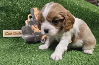 Cub Cadet , a male Cavalier King Charles Spaniel for sale in Lancaster, OH – Photo 8 of 10