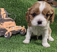 Cub Cadet , a male Cavalier King Charles Spaniel for sale in Lancaster, OH – Photo 7 of 10