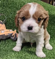 Cub Cadet , a male Cavalier King Charles Spaniel for sale in Lancaster, OH – Photo 1 of 10