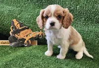 Cub Cadet , a male Cavalier King Charles Spaniel for sale in Lancaster, OH – Photo 6 of 10