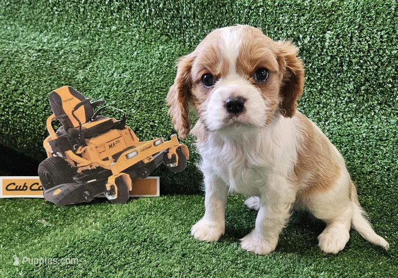 Cub Cadet  – Cavalier King Charles Spaniel puppy for sale in Lancaster, OH
