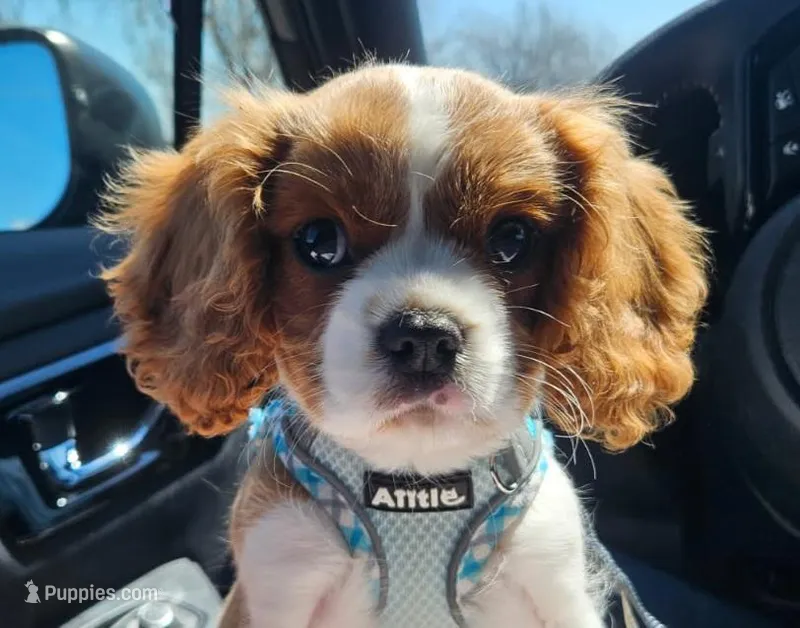 Cub Cadet  – Cavalier King Charles Spaniel puppy for sale in Lancaster, OH