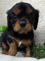 Rosemary , a female Cavalier King Charles Spaniel for sale in Lancaster, OH – 6 of 10
