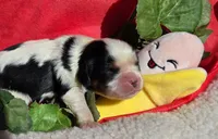 Bouncy Banana , a male Cavalier King Charles Spaniel for sale in Lancaster, OH – 9 of 9