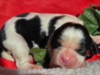 Goofy Grape, a male Cavalier King Charles Spaniel for sale in Lancaster, OH – 6 of 7