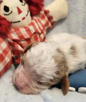 Raggedy Andy, a male Cavalier King Charles Spaniel and Cavachon for sale in Lancaster, OH – Photo 3 of 10