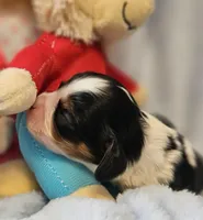 Bernstein Bear akc , a male Cavalier King Charles Spaniel for sale in Lancaster, OH – Photo 10 of 10