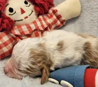 Raggedy Andy, a male Cavalier King Charles Spaniel and Cavachon for sale in Lancaster, OH – Photo 4 of 10