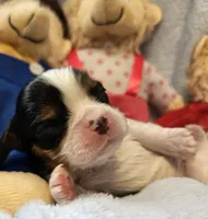 Bernstein Bear akc , a male Cavalier King Charles Spaniel for sale in Lancaster, OH – Photo 3 of 10