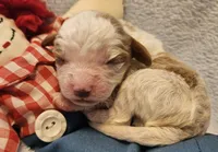 Raggedy Andy, a male Cavalier King Charles Spaniel and Cavachon for sale in Lancaster, OH – Photo 7 of 10