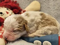 Raggedy Andy, a male Cavalier King Charles Spaniel and Cavachon for sale in Lancaster, OH – Photo 8 of 10
