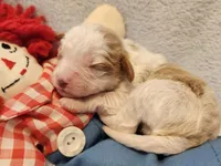 Raggedy Andy, a male Cavalier King Charles Spaniel and Cavachon for sale in Lancaster, OH – Photo 9 of 10