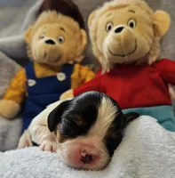 Bernstein Bear akc , a male Cavalier King Charles Spaniel for sale in Lancaster, OH – Photo 9 of 10