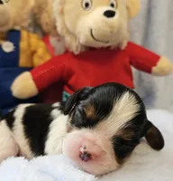 Bernstein Bear akc , a male Cavalier King Charles Spaniel for sale in Lancaster, OH – Photo 2 of 10