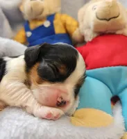 Bernstein Bear akc , a male Cavalier King Charles Spaniel for sale in Lancaster, OH – Photo 7 of 10