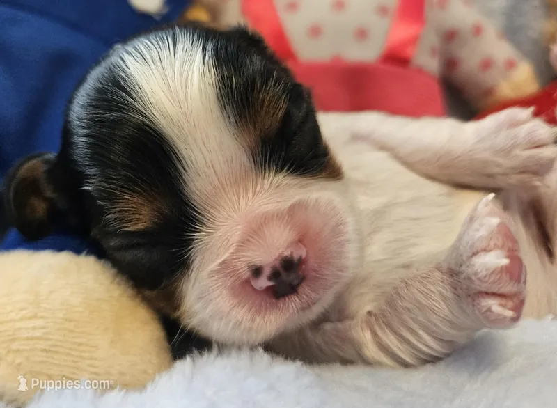 Bernstein Bear akc  – Cavalier King Charles Spaniel puppy for sale in Lancaster, OH