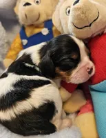 Bernstein Bear akc , a male Cavalier King Charles Spaniel for sale in Lancaster, OH – Photo 6 of 10