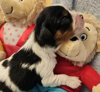 Bernstein Bear akc , a male Cavalier King Charles Spaniel for sale in Lancaster, OH – Photo 4 of 10