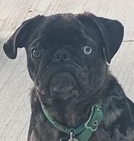 Pepper akc, a male Pug for sale in Lancaster, OH – 6 of 6