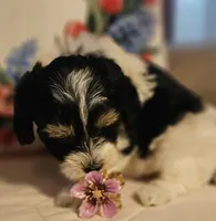 Victoria , a female Poodle - Miniature  and Bichpoo for sale in Lancaster, OH – 3 of 10