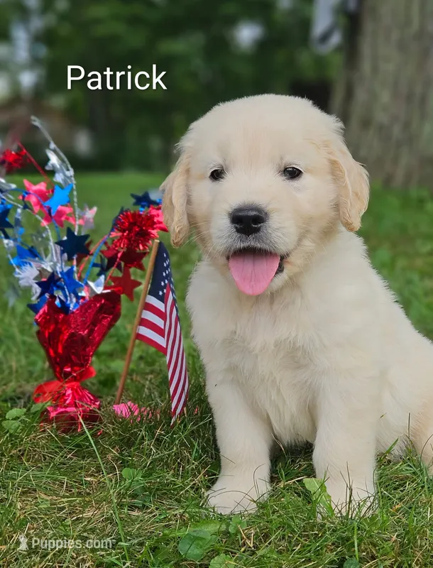 Patrick ACA – Golden Retriever, English Cream Golden Retriever puppy for sale in Lancaster, OH